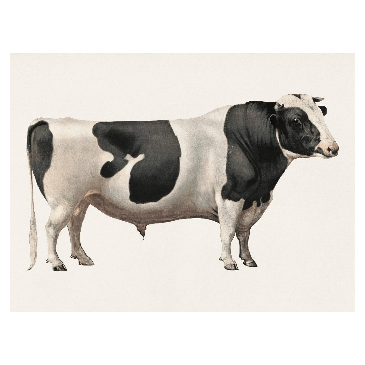 Decorative "Cattle" from the Library of Congress Poster | High - Quality Print | Repositionable Adhesive - Pasquín