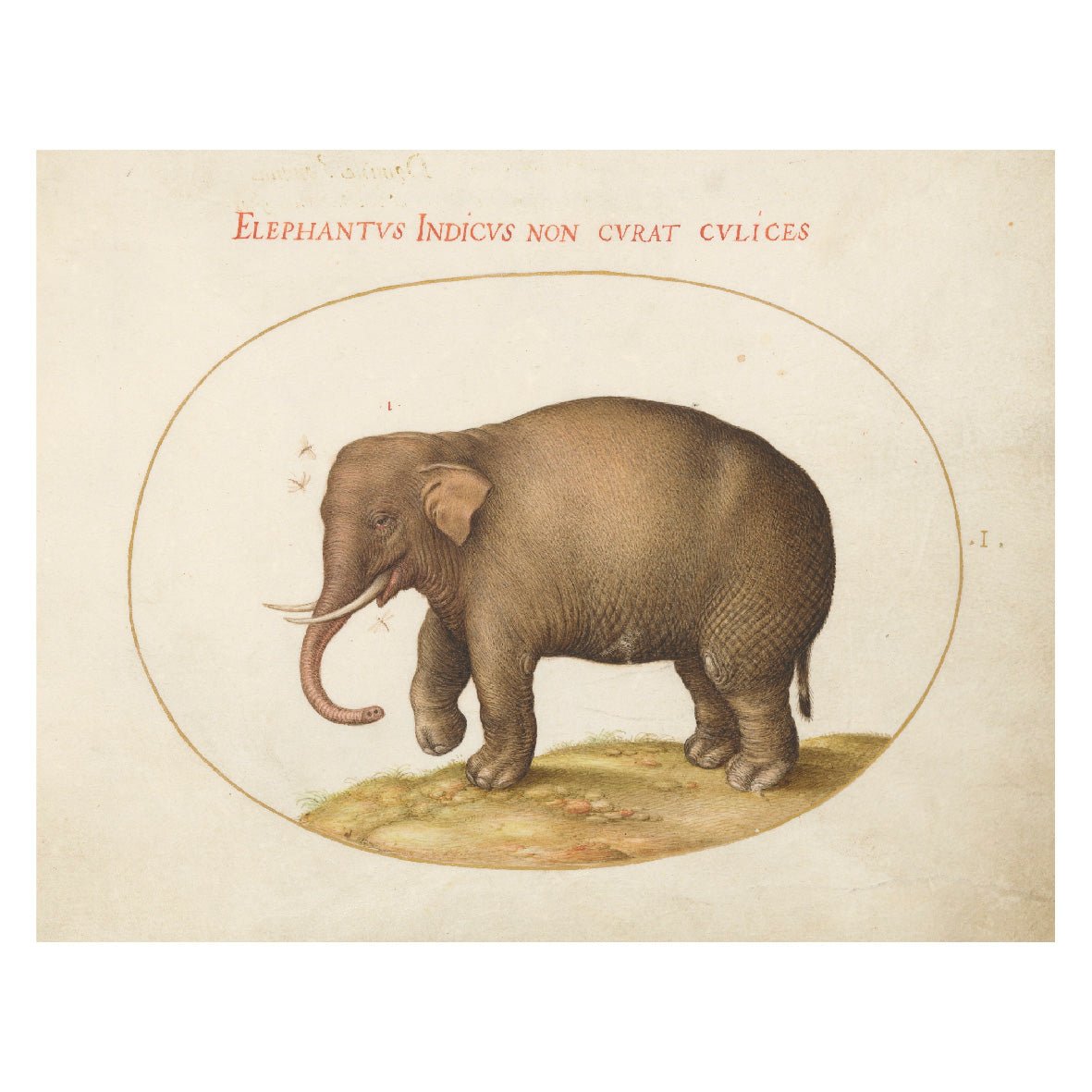 Decorative "Collection: Animalia Qvadrvpedia et Reptilia (1580)" by Joris Hoefnagel Poster | High - Quality Print | Repositionable Adhesive - Pasquín