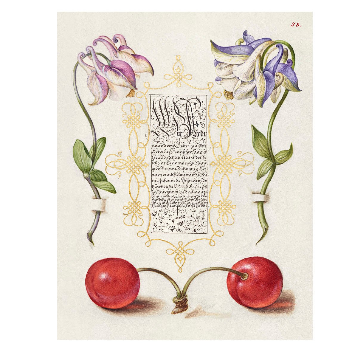 Decorative "European Columbines and Sweet Cherry from The Model Book of Calligraphy (1561–1596)" by Joris Hoefnagel Poster | High - Quality Print | Repositionable Adhesive - Pasquín