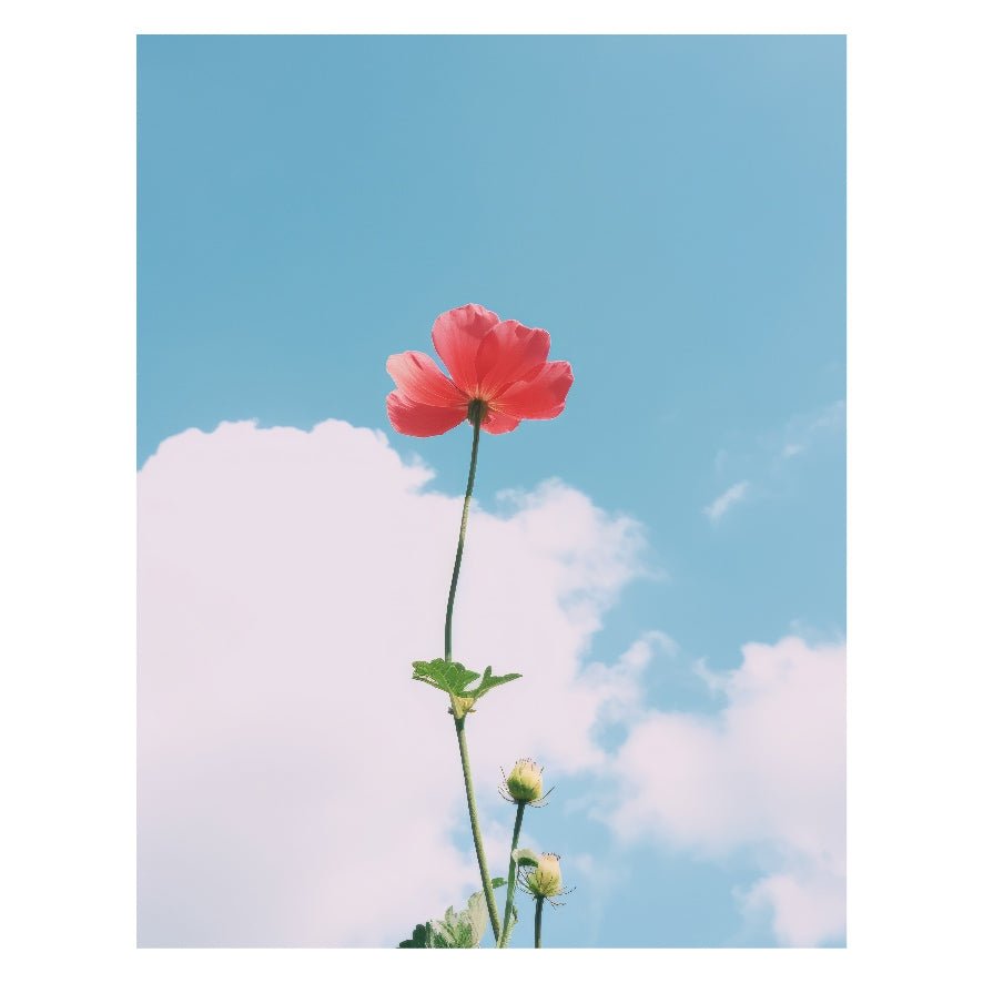 Decorative "Red Flower and Sky View" Poster | High - Quality Print | Repositionable Adhesive - Pasquín