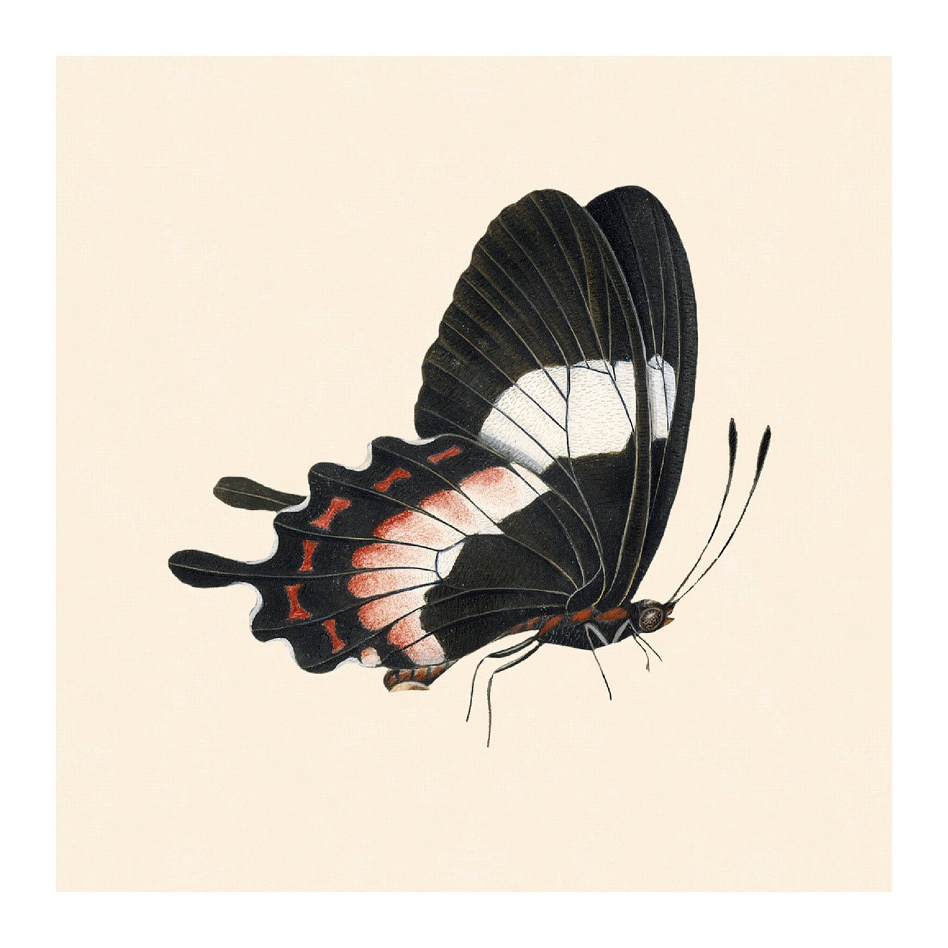 Decorative Removable Wall Tiles - Vintage Butterflies Design - Pasquín