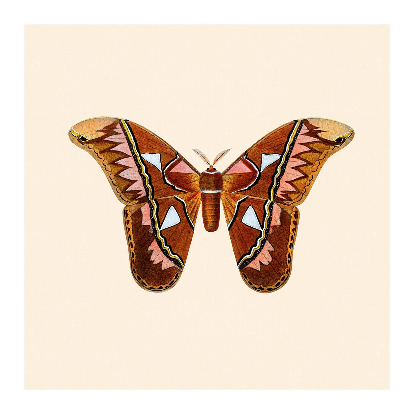 Decorative Removable Wall Tiles - Vintage Butterflies Design - Pasquín