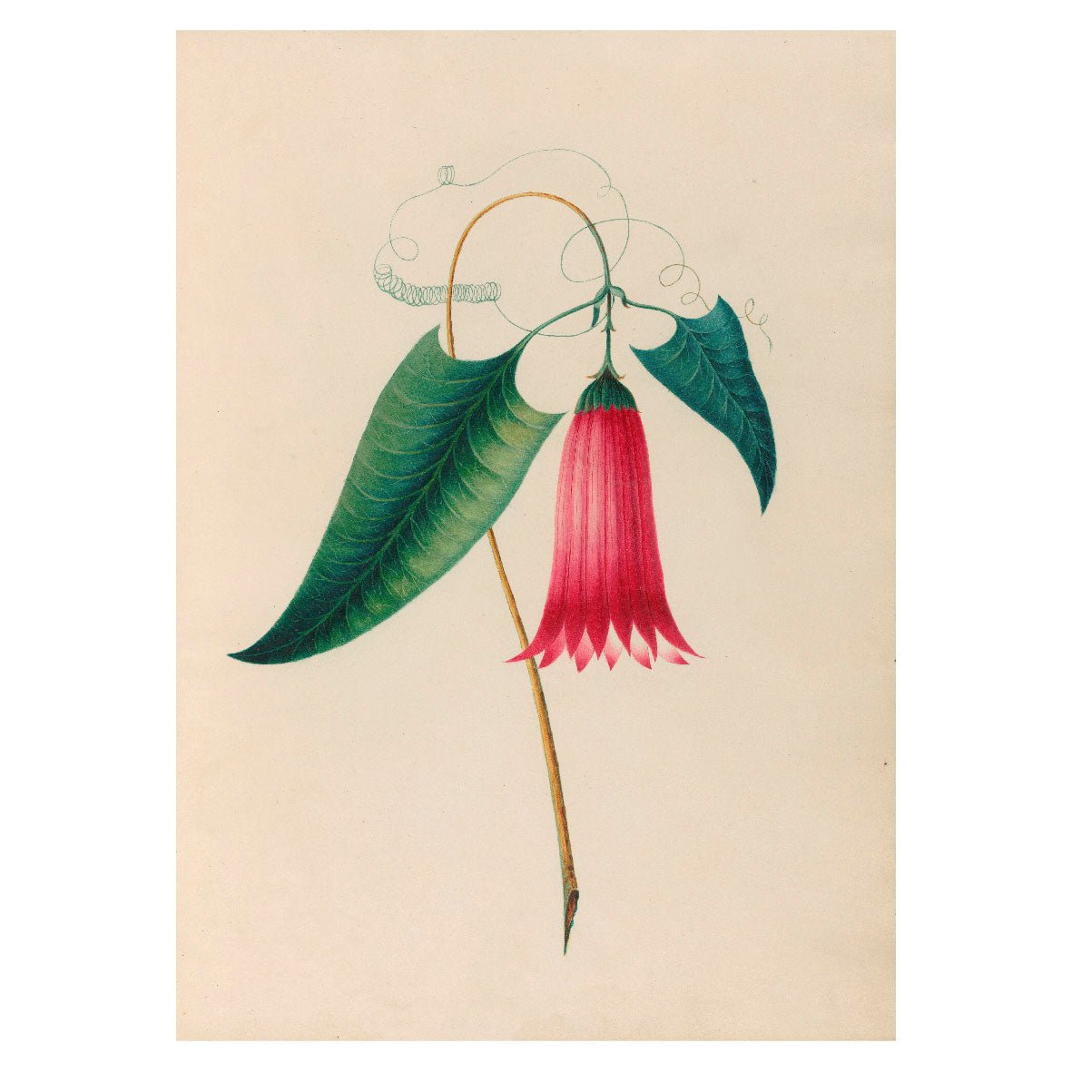 Decorative "Tropical flowers and fruits from South America II (Chilean Bellflower) (1830)" Poster | High - Quality Print | Repositionable Adhesive - Pasquín