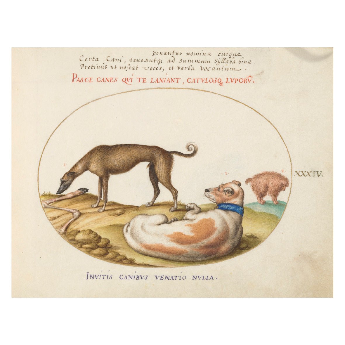 Decorative "Collection: Animalia Qvadrvpedia et Reptilia (1580)" by Joris Hoefnagel Poster | High - Quality Print | Repositionable Adhesive - Pasquín